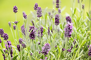 Close up of blooming lavender flower bush in green garden