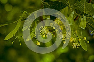 Close up blooming linden tree branches