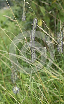 Close-up of a blooming meadow foxtail grass