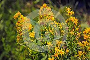 A close up of the blooming medicinal herb hypericum. Hypericum perforatum