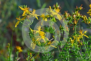 A close up of the blooming medicinal herb hypericum Hypericum perforatum