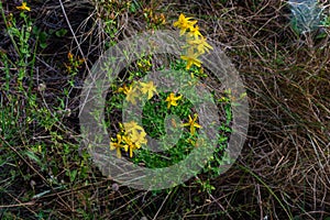 A close up of the blooming medicinal herb hypericum Hypericum perforatum