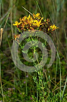 A close up of the blooming medicinal herb hypericum Hypericum perforatum