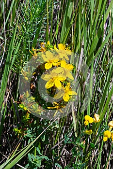 A close up of the blooming medicinal herb hypericum Hypericum perforatum