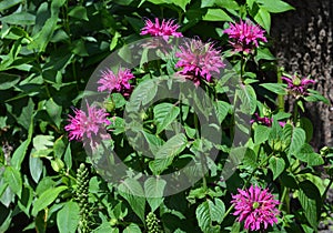 A close-up on a blooming Monarda didyma, crimson beebalm, scarlet monarda on a flowerbed in spring. Beautiful pink monarda flowers