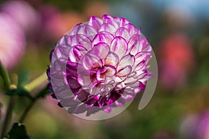Close-up of blooming multicolored white-violet dahlia in fall in Botanical garden.Blur background