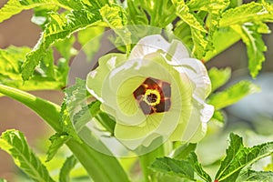 close up of blooming okra plants