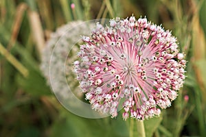 Close-up of a blooming onion flower head. Agricultural topics. Green onion.