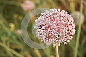 Close-up of a blooming onion flower head. Agricultural topics. Green onion.