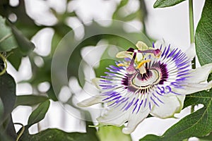Close up of blooming passion flower with white background