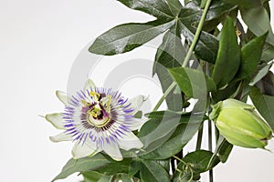 Close up of blooming passion flower with white background