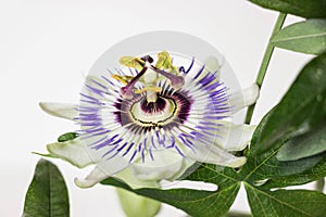 Close up of blooming passion flower with white background