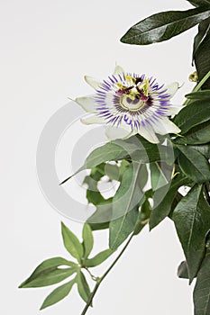 Close up of blooming passion flower with white background