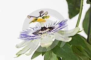 Close up of blooming passion flower with white background