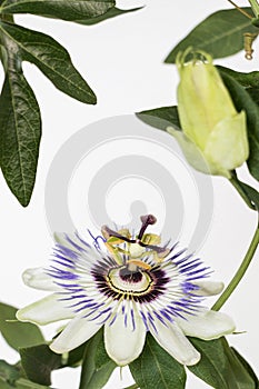 Close up of blooming passion flower with white background