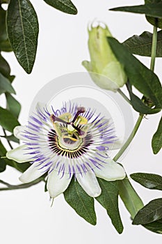 Close up of blooming passion flower with white background