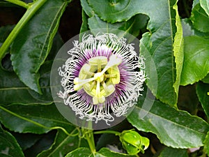 Close-up of a blooming passionflower