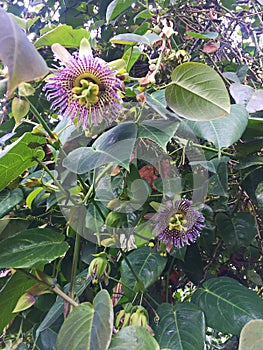 Fioritura Selvaggio viola frutto della passione vigneti foresta 