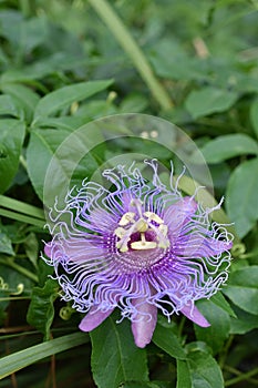 Close-up of a blooming passionflower, vivid violet in its natural color, growing in between green leaves - the Passiflora incarnat