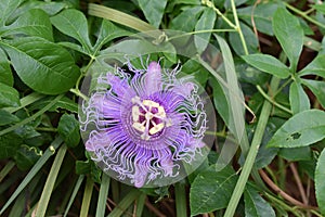 Close-up of a blooming passionflower, vivid violet in its natural color, growing in between green leaves - the Passiflora incarnat