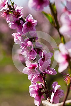 Close-up of blooming peach trees in the fields n spring