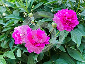 Close-up of the blooming peony flower