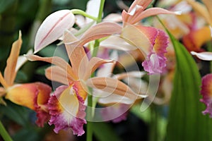 Close Up of a Blooming Phaius Dan Rosenberg Tropical Ice Orchid photo