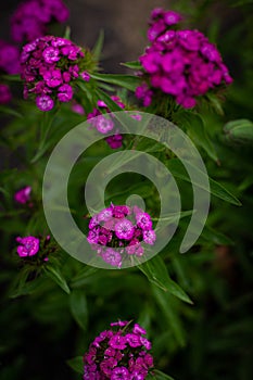 Close up of blooming Phlox paniculata. Summer garden, flowerbed