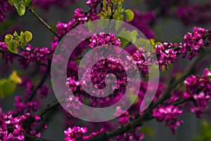 Close up blooming pik  flowers of a fruit tree in a garden on a dark blurred bacckground