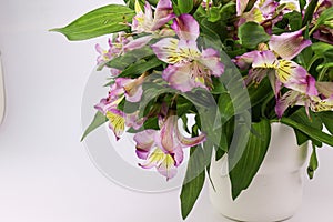 Close up Blooming Pink Alstroemeria Flower Peruvian lily or lily of the Incas