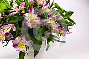 Close up Blooming Pink Alstroemeria Flower Peruvian lily or lily of the Incas