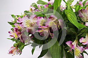 Close up Blooming Pink Alstroemeria Flower Peruvian lily or lily of the Incas