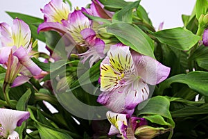 Close up Blooming Pink Alstroemeria Flower Peruvian lily or lily of the Incas