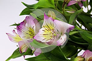 Close up Blooming Pink Alstroemeria Flower Peruvian lily or lily of the Incas