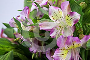 Close up Blooming Pink Alstroemeria Flower Peruvian lily or lily of the Incas