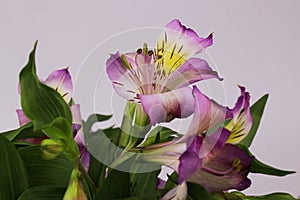 Close up Blooming Pink Alstroemeria Flower Peruvian lily or lily of the Incas