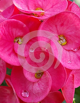 Close up of blooming pink crown of thorns flower & x28; Christ Thorn