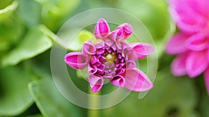 Close-up of a blooming pink Dahlia pinnata
flower surrounded by lush green foliage