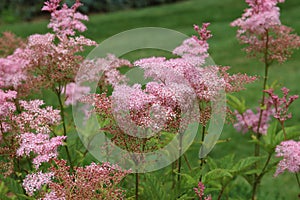 Close up of blooming pink Filipendula rubra, Queen of the Prairie, flowers