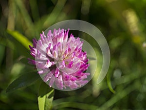 close up blooming pink flower head of clover or shamrock on green background