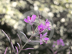 Close up of the blooming pink flowers of the willowherb growing wild in late summer against a blurred woodland green background