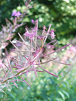 Close up of the blooming pink flowers of the willowherb growing wild in late summer against a blurred woodland green background