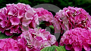 Close Up Blooming Pink Hydrangea