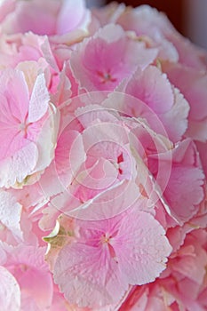 Close up of blooming pink hydrangea flower. Tinted photo. Shallow depth of field