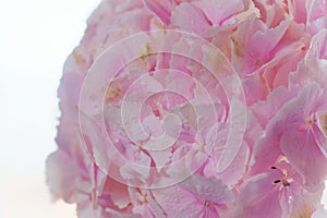 Close up of blooming pink hydrangea flower. Tinted photo. Shallow depth of field