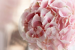 Close up of blooming pink hydrangea flower. Tinted photo. Shallow depth of field