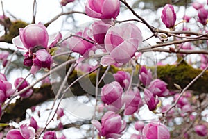 Close up of blooming pink magnolia flowers. Magnolia tree blossom in springtime. Selective focus. Blurred background