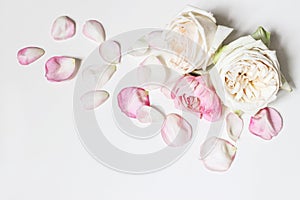 Close up of blooming pink roses flowers and petals isolated on white table background. Floral frame composition