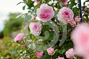 Close up of blooming pink roses flowers in summer garden. English James Galway rose with ruffles in blossom