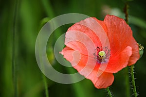 Close up of blooming poppy flower in summer season.